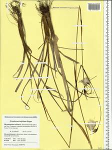 Eriophorum latifolium Hoppe, Eastern Europe, Northern region (E1) (Russia)