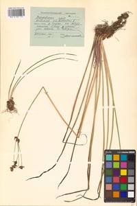 Butomus umbellatus L., Siberia, Russian Far East (S6) (Russia)