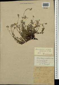 Helianthemum orientale (Grosser) Juz. & Pozdeeva, Crimea (KRYM) (Russia)