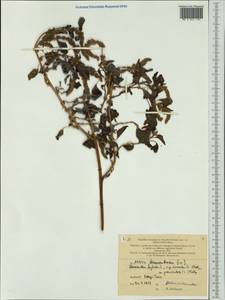 Amaranthus cruentus L., Australia & Oceania (AUSTR) (New Caledonia)