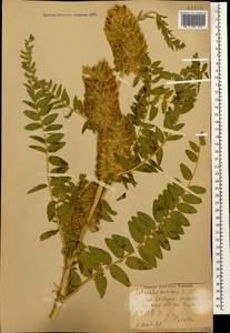 Astragalus alopecurus Pall. ex DC., Caucasus, Stavropol Krai, Karachay-Cherkessia & Kabardino-Balkaria (K1b) (Russia)