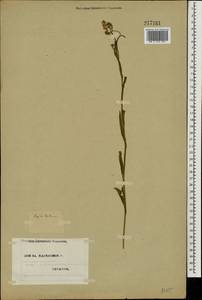 Crepis tectorum L., Eastern Europe, North Ukrainian region (E11) (Ukraine)