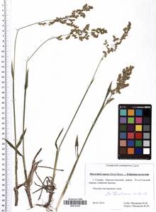 Anthoxanthum repens (Host) Veldkamp, Eastern Europe, Middle Volga region (E8) (Russia)