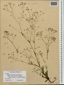 Gypsophila elegans M. Bieb., Caucasus, North Ossetia, Ingushetia & Chechnya (K1c) (Russia)