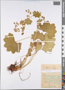 Alchemilla longipes Juz., Eastern Europe, Eastern region (E10) (Russia)