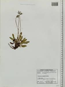 Taraxacum ceratophorum (Ledeb.) DC., Siberia, Central Siberia (S3) (Russia)