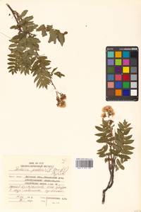 Sorbaria pallasii (G. Don) Pojark., Siberia, Russian Far East (S6) (Russia)