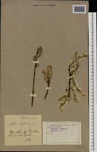 Salix caprea L., Eastern Europe, Central forest-and-steppe region (E6) (Russia)