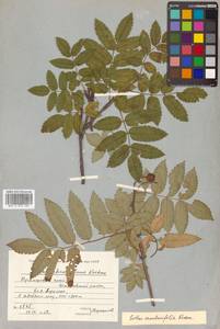 Sorbus sambucifolia (Cham. & Schltdl.) M. Roem., Siberia, Russian Far East (S6) (Russia)