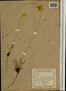 Papaver nudicaule L., Siberia, Baikal & Transbaikal region (S4) (Russia)