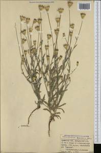 Xeranthemum squarrosum Boiss., Caucasus, Armenia (K5) (Armenia)