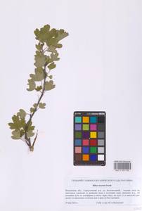 Ribes aureum Pursh, Eastern Europe, Moscow region (E4a) (Russia)