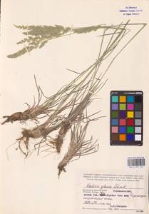 Koeleria glauca (Spreng.) DC., Eastern Europe (no precise locality) (E0)