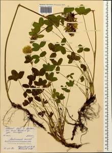 Trifolium canescens Willd., Caucasus, North Ossetia, Ingushetia & Chechnya (K1c) (Russia)
