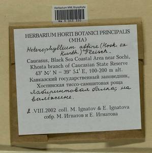 Heterophyllium nemorosum (W.D.J. Koch ex Brid.) Kindb., Bryophytes, Bryophytes - North Caucasus & Ciscaucasia (B12) (Russia)