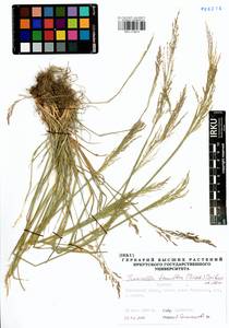 Puccinellia tenuiflora (Griseb.) Scribn. & Merr., Siberia, Baikal & Transbaikal region (S4) (Russia)