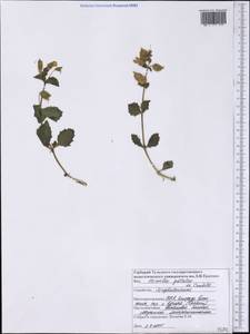Erythranthe guttata (DC.) G.L.Nesom, America (AMER) (United States)