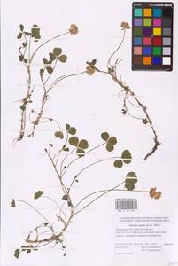 Trifolium repens L., Eastern Europe, Rostov Oblast (E12a) (Russia)