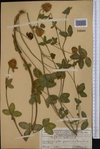 Trifolium pratense L., Middle Asia, Western Tian Shan & Karatau (M3) (Kazakhstan)