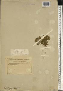 Ceratocarpus arenarius L., Eastern Europe, Middle Volga region (E8) (Russia)