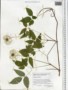 Clematis sibirica (L.) Mill., Eastern Europe, Northern region (E1) (Russia)