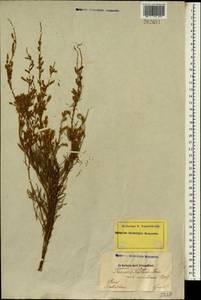 Tamarix laxa Willd., South Asia, South Asia (Asia outside ex-Soviet states and Mongolia) (ASIA) (Iran)