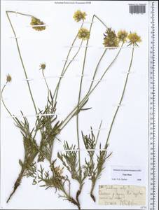Scabiosa ochroleuca L., Middle Asia, Northern & Central Tian Shan (M4) (Kazakhstan)