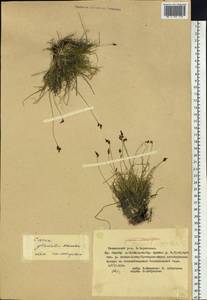 Carex glacialis Mack., Siberia, Yakutia (S5) (Russia)