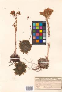 Sempervivum globiferum, Eastern Europe, Moscow region (E4a) (Russia)