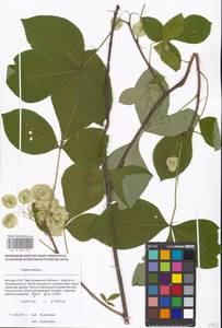 Ptelea trifoliata L., Eastern Europe, Moscow region (E4a) (Russia)