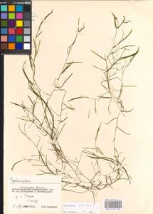 Potamogeton pusillus L., Eastern Europe, Moscow region (E4a) (Russia)