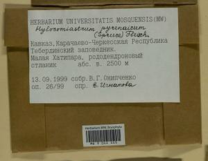 Hylocomiastrum pyrenaicum (Spruce) M. Fleisch. ex Broth., Bryophytes, Bryophytes - North Caucasus & Ciscaucasia (B12) (Russia)