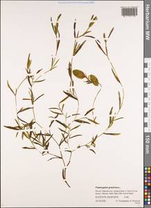 Potamogeton gramineus L., Siberia, Yakutia (S5) (Russia)