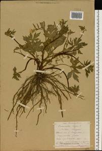 Ranunculus repens L., Eastern Europe, Central forest region (E5) (Russia)
