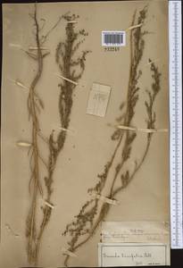 Suaeda linifolia Pall., Middle Asia, Syr-Darian deserts & Kyzylkum (M7) (Kazakhstan)