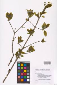 Euonymus europaeus L., Eastern Europe, Central region (E4) (Russia)