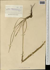 Triglochin maritima L., Mongolia (MONG) (Mongolia)