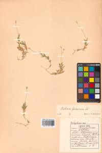 Stellaria fischeriana Ser., Siberia, Russian Far East (S6) (Russia)