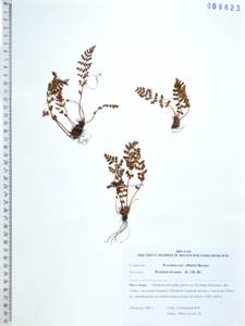 Woodsia ilvensis (L.) R.Br., Siberia, Russian Far East (S6) (Russia)