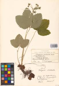 Fragaria moschata Duchesne, Eastern Europe, Moscow region (E4a) (Russia)