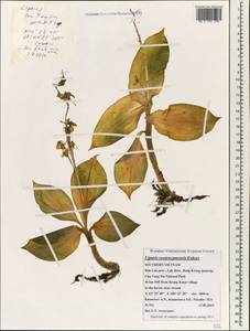 Liparis sootenzanensis Fukuy., South Asia, South Asia (Asia outside ex-Soviet states and Mongolia) (ASIA) (Vietnam)