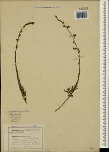 Asyneuma canescens (Waldst. & Kit.) Griseb. & Schenk, Crimea (KRYM) (Russia)