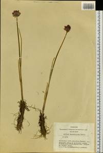 Allium atrosanguineum var. atrosanguineum, Siberia, Altai & Sayany Mountains (S2) (Russia)