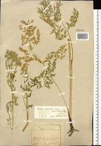 Cnidium dauricum (Jacq.) Turcz. ex Fisch. & C. A. Mey., Siberia, Baikal & Transbaikal region (S4) (Russia)