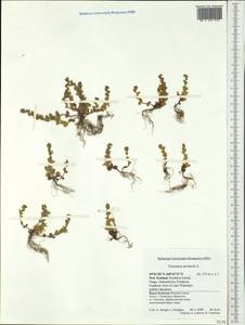 Veronica arvensis L., Australia & Oceania (AUSTR) (New Zealand)