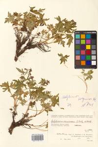 Delphinium brachycentrum Ledeb., Siberia, Chukotka & Kamchatka (S7) (Russia)