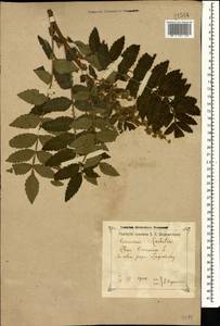 Rhus coriaria L., Caucasus, Georgia (K4) (Georgia)