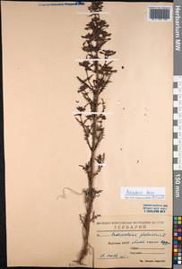 Pedicularis palustris subsp. karoi (Freyn) Tsoong, Siberia, Yakutia (S5) (Russia)