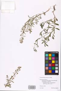 MHA 0 159 503, Chaenorhinum minus, Eastern Europe, Central region (E4) (Russia)