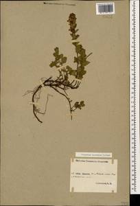 Teucrium chamaedrys subsp. nuchense (K.Koch) Rech.f., Caucasus, Stavropol Krai, Karachay-Cherkessia & Kabardino-Balkaria (K1b) (Russia)